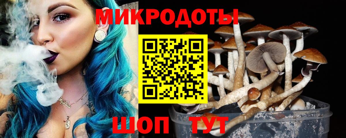 Псилоцибиновые грибы Psilocybe Гусев